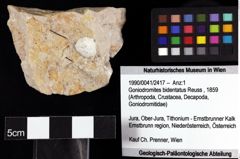 Foto (Objket + Etiketten) von Goniodromites bidentatus (Reuss, 1859) 